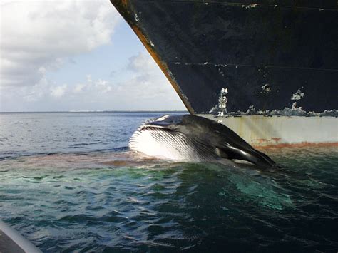 threats to whales from ship strikes